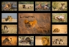 Kalender 2012 - Löwen