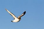 Kapsturmvogel
