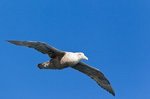 Riesensturmvogel 