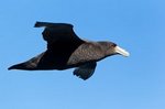 Junger Riesensturmvogel 