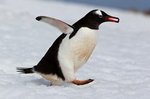 Eselpinguin mit Nistmaterial für die Steinnester