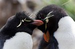 Rockhopper Pinguine - Felsenpinguine, West Point Island