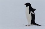 Endlich wieder saubere Pinguine - Adeline Pinguin