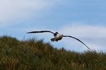 Albertros im Anflug