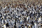 Königspinguin Kolonie