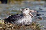 Riesensturmvogel