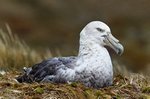 Riesensturmvogel