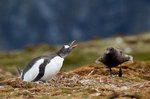 Skuas versuchen Beute zu machen