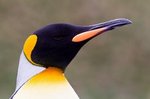 Neugieriger Königspinguin