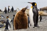Königspinguin mit Nachwuchs