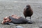Ein Skua beim Aufräumen