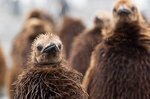 Königspinguin Nachwuchs im Regen