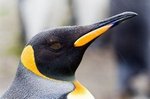 Tropfnasser Königspinguin
