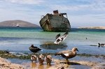 Gänsefamilie vor Schiffswrack