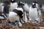Eselspinguin mit Nachwuchs