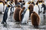 Königspinguin Kolonie