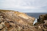 Kolonie von Albertrossen und Rockhoppers auf New Island