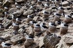 Albertrosse und Felsenpinguine - New Island