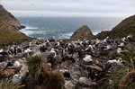 Albertros Kolonie, West Point Island, Falklandinseln