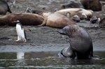 Pelzrobbe und Eselspinguin