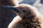 Königspinguin Nachwuchs