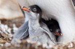 Nachwuchs der Eselspinguine