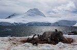 Eselspinguin Kolonie auf Port Lockroy